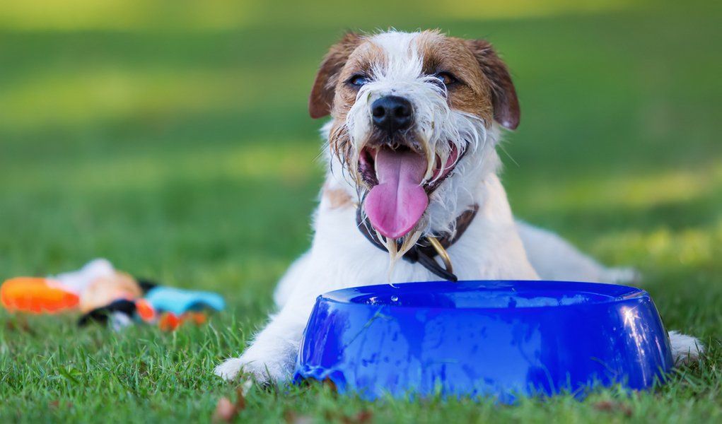 Если вы заметили, что ваш питомец стал пить больше обычного, запишитесь к ветеринару как можно скорее