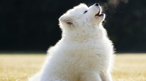 Почему собака воет