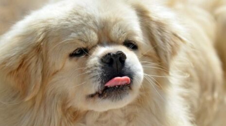 Почему собака высовывает язык?