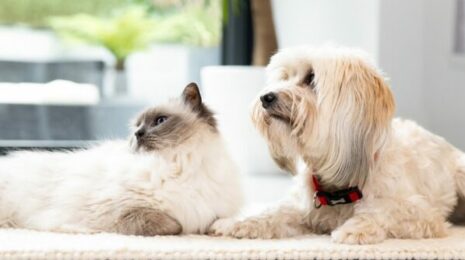 Почему собаки едят экскременты кошек?