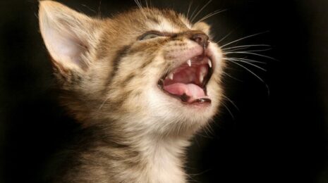 Почему у кошек черное нёбо?