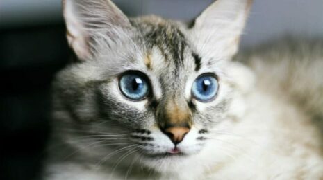 Почему у кошек мокрые носы?