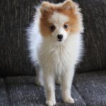 Миниатюра к 