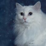 Породы кошек с голубыми глазами