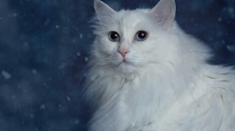 Породы кошек с голубыми глазами