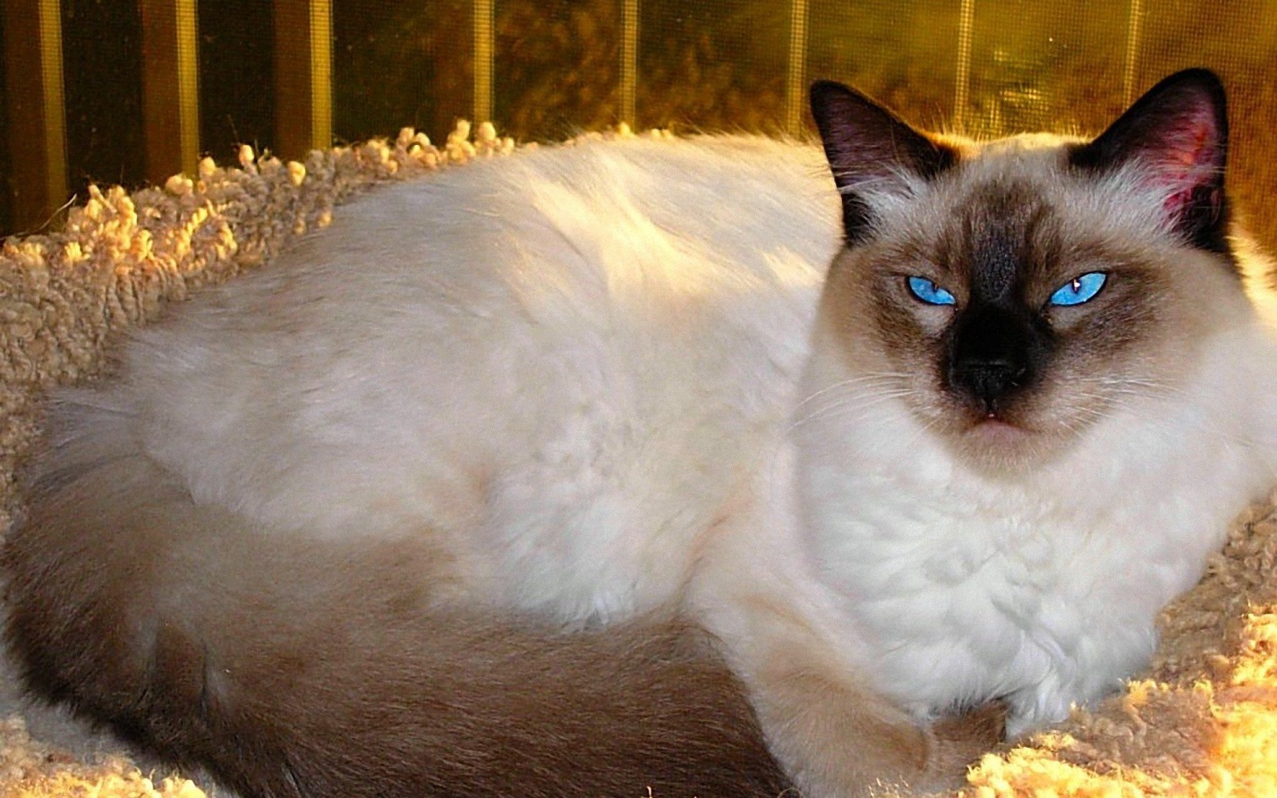 Балинезийская кошка Балинезийская кошка