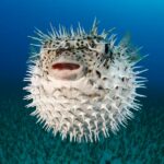ryba-fugu-cb9d7fc.jpg