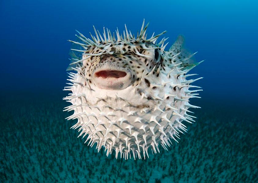 ryba-fugu-cb9d7fc.jpg