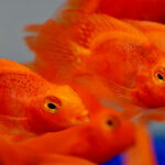 Миниатюра к