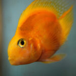 Миниатюра к