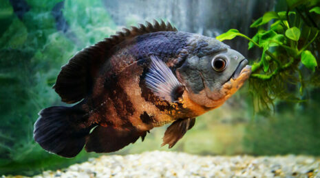 rybka-astronotus-983b65e.jpg
