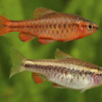 Миниатюра к 