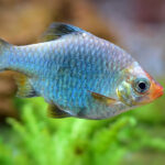 Миниатюра к 