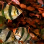 Миниатюра к 