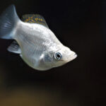 Миниатюра к 