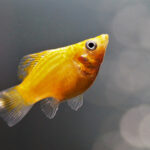 Миниатюра к 