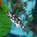 Миниатюра к 