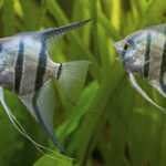 Миниатюра к 