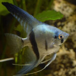 Миниатюра к 