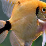 Миниатюра к 