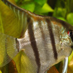 Миниатюра к 