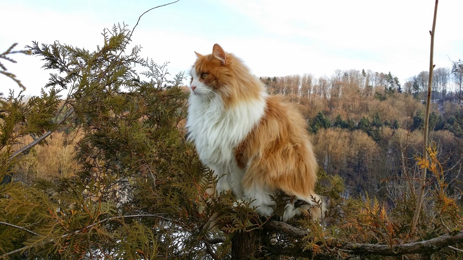 норвежская лесная кошка норвежская лесная кошка