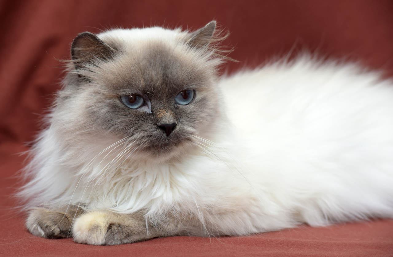 Гималайская кошка Гималайская кошка