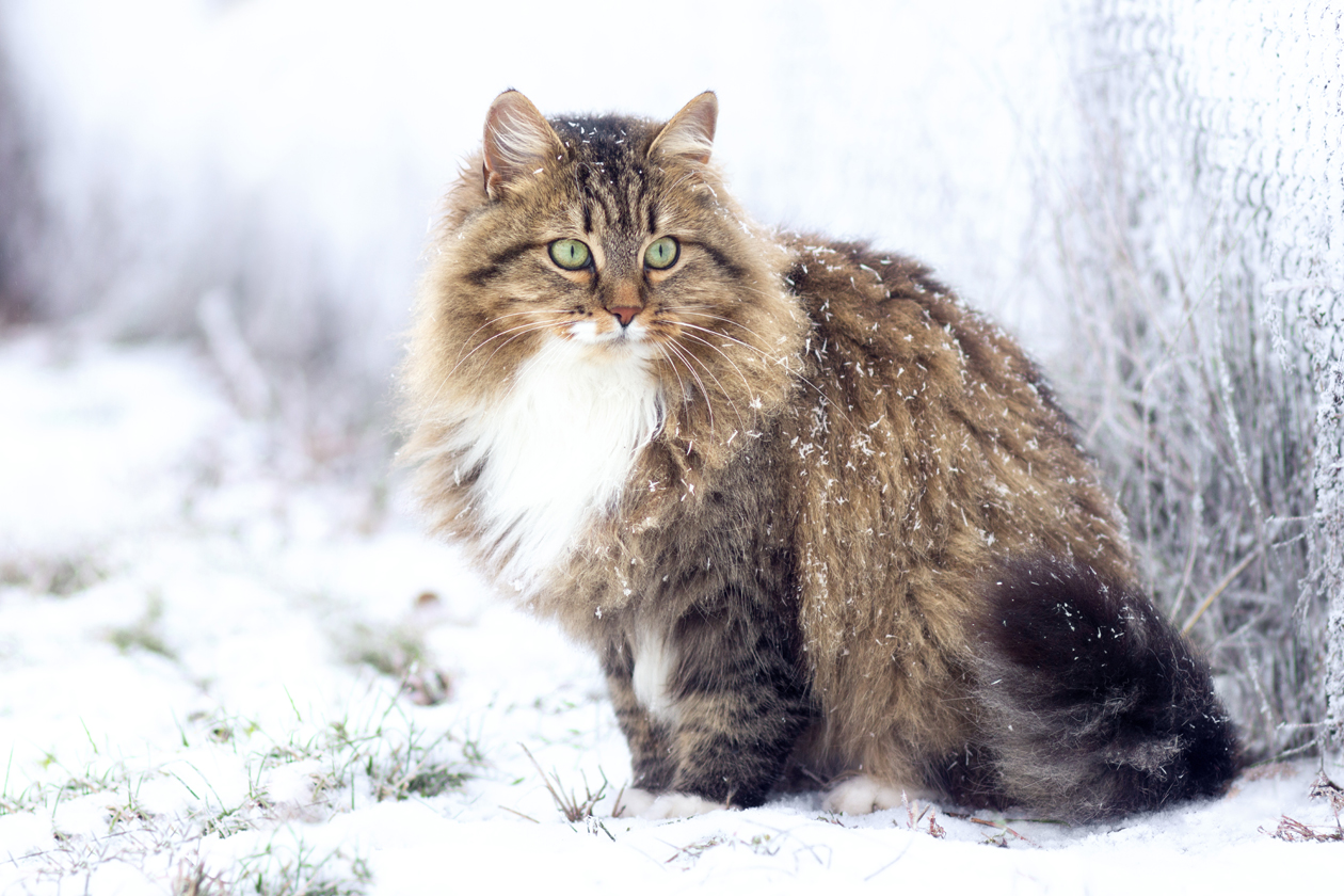 Сибирская кошка Сибирская кошка