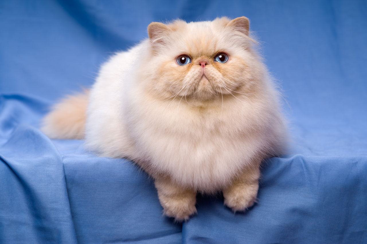 персидский кот персидский кот