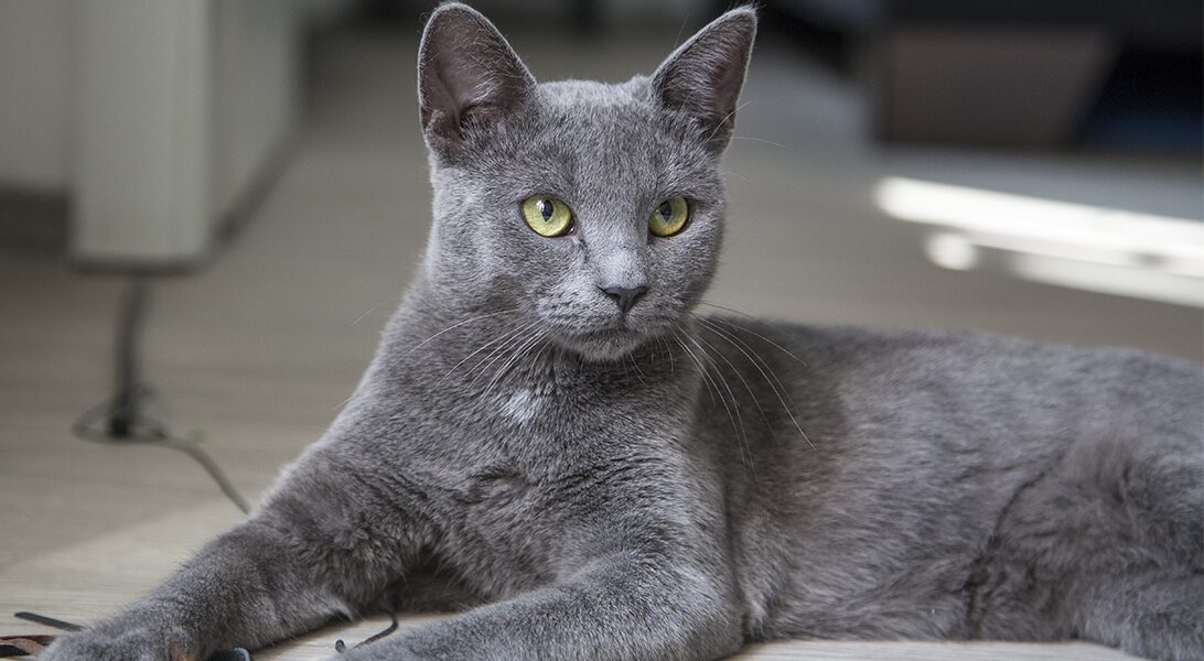 Корат Корат