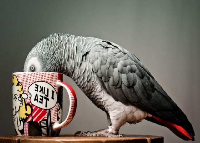 Самые-самые попугаи Самые-самые попугаи