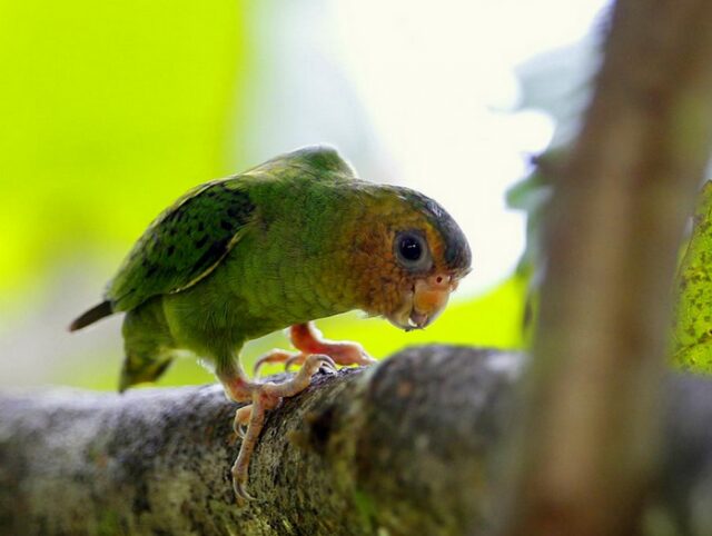 Самые-самые попугаи Самые-самые попугаи