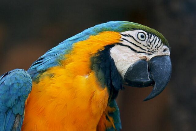 Самые-самые попугаи Самые-самые попугаи