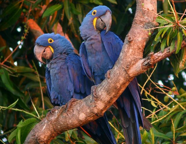 Самые-самые попугаи Самые-самые попугаи