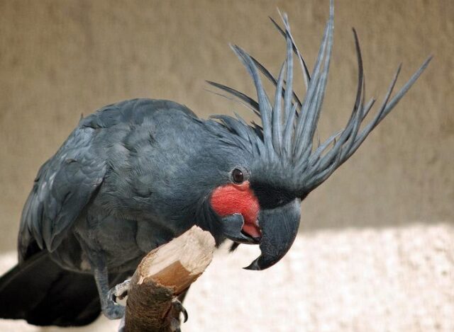 Самые-самые попугаи Самые-самые попугаи