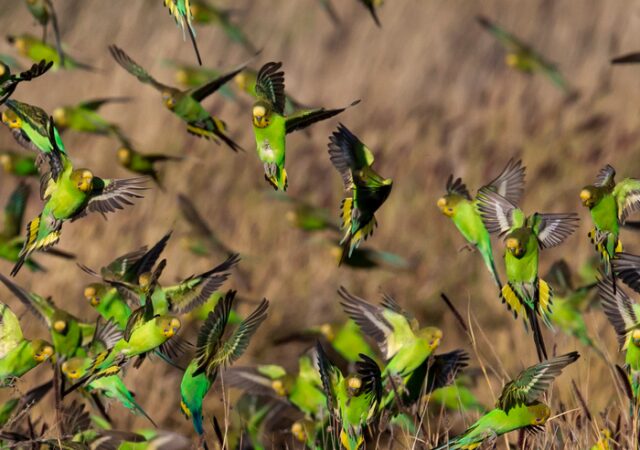 Самые-самые попугаи Самые-самые попугаи
