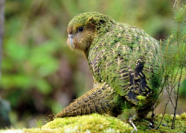 Самые-самые попугаи Самые-самые попугаи