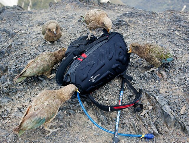 Самые-самые попугаи Самые-самые попугаи