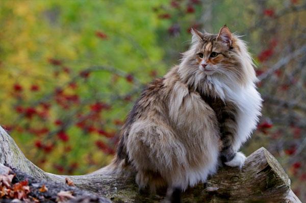 Норвежская лесная кошка Норвежская лесная кошка
