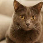 Миниатюра к