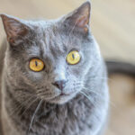 Миниатюра к