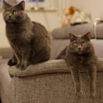 Миниатюра к