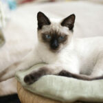 Миниатюра к 