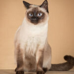 Миниатюра к 