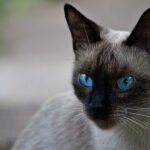 Миниатюра к 