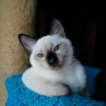 Миниатюра к 