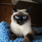 Миниатюра к 