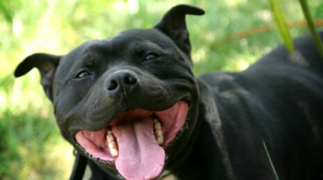 Типы высшей нервной деятельности собак