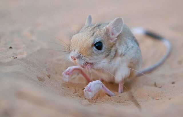 Тушканчики: резвые попрыгунчики пустынь