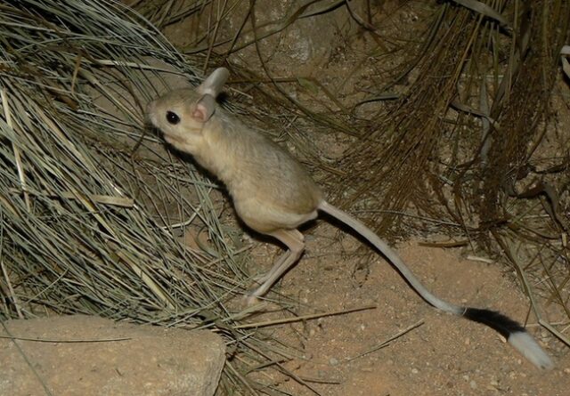 Тушканчики: резвые попрыгунчики пустынь